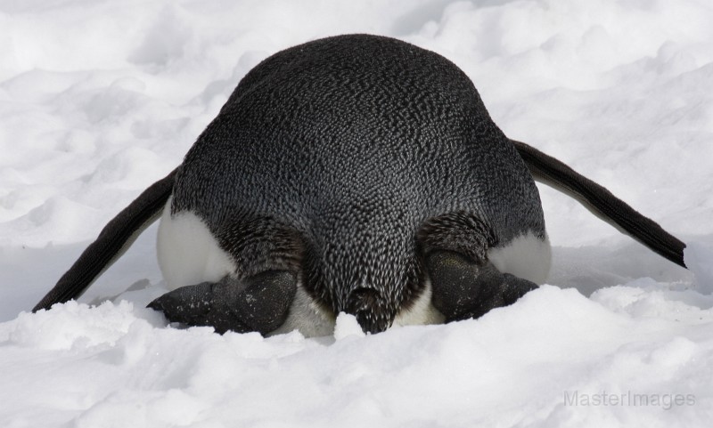 IMG_3293c.jpg - King Penguin (Aptenodytes patagonicus)